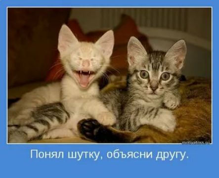 т Понял шутку объясни другу
