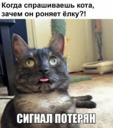 Когда спрашиваешь кша зачем он роняет ёлку сигндп потерян