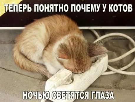 ТЕПЕРЬ ПОНЯТНО ПОЧЕМУ У КОТОВ