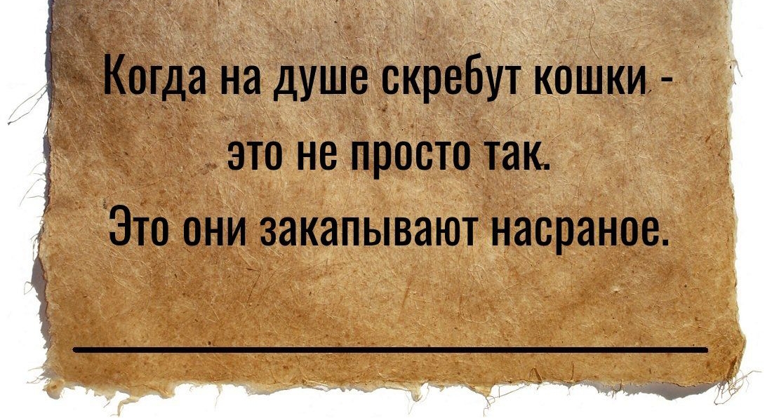 Когда на дуЩе скребут Кошки это Не просто так Это они закапывают насраное