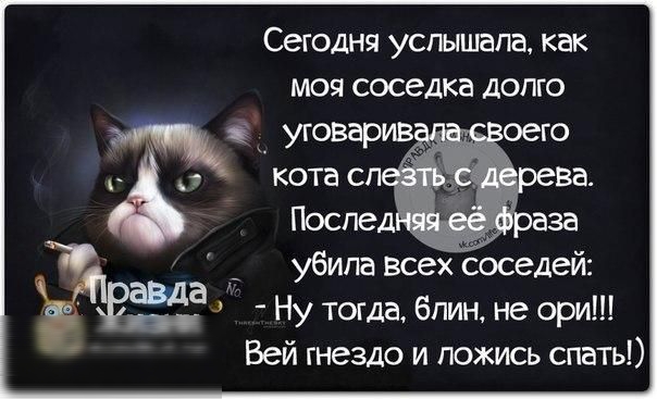 Сегодня услышала, как моя соседка долго.   Убилавсех соседей: ва    ну тогда, блин, не ори!! Вей гнездо и ложись спать!