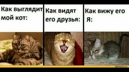 Как ВЫГЛЯдИ Как видят Как вижу его мой кот его друзья