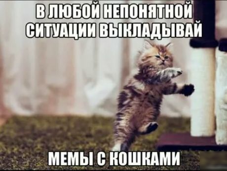 Вллюбой!непонятной ее   мемы  кошками