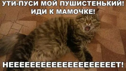 ути пуси мой пушиствнький иди к мдмочкы НЕЕЕЕЕЕЕЕЕЕЕЕЕЕЕЕЕЕЕЕТ