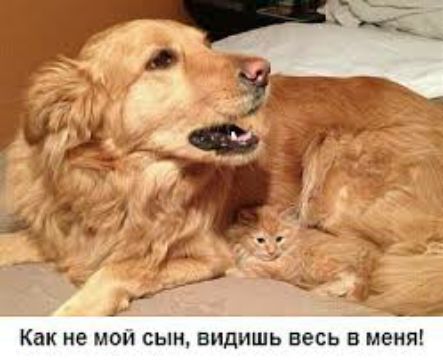 Как не МОЙ СЫН ВИДИШЬ весь В меня