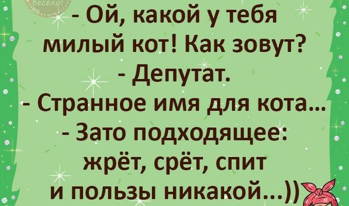 Ой какой у тебя милый кот Как зовут Депутат Странное имя для кота Зато подходящее жрёт срёт спит и пользы никакой