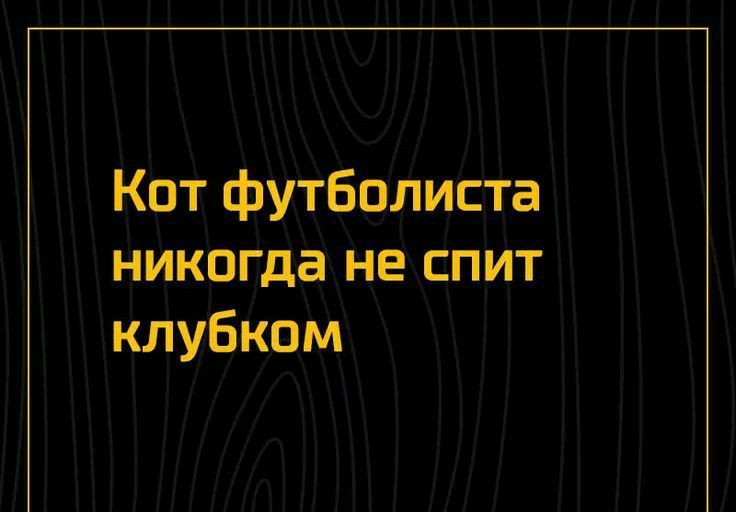 Кот футболиста никогда не спит клубком