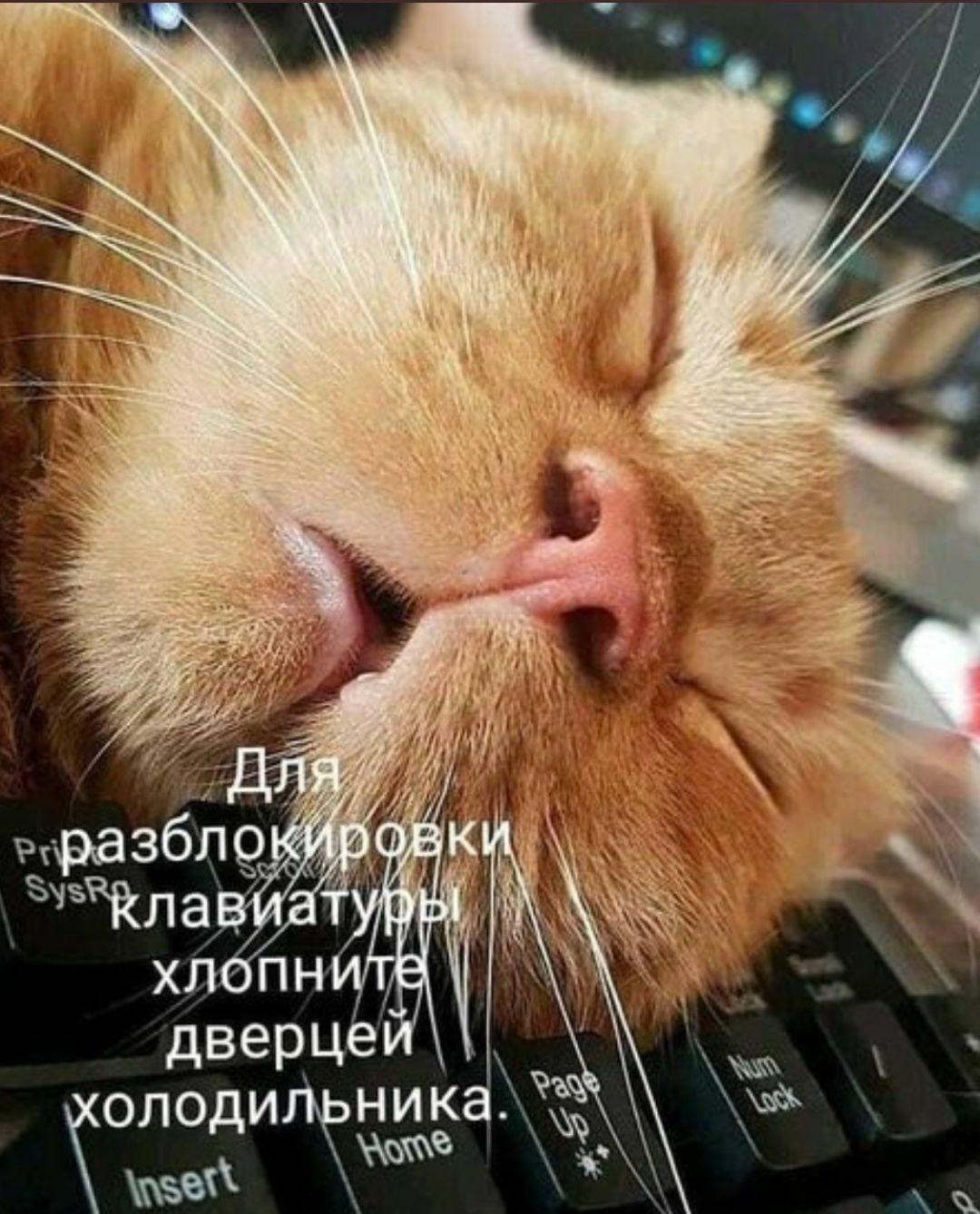 Опдверцей  одипьника ма ъ уве