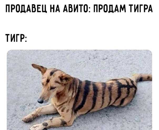 ПРОДАВЕЦ НА АВИТО ПРОДАМ ТИГРА ТИГР