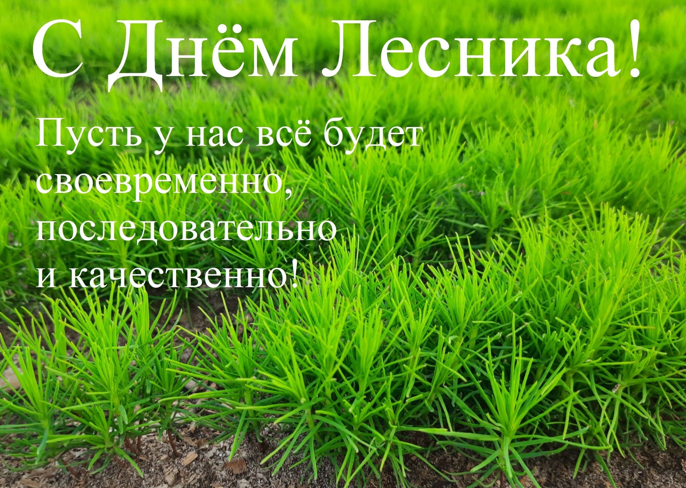 С Днём Лесника Пусть у нас всё будет своевременно последовательно икачественьюЪ