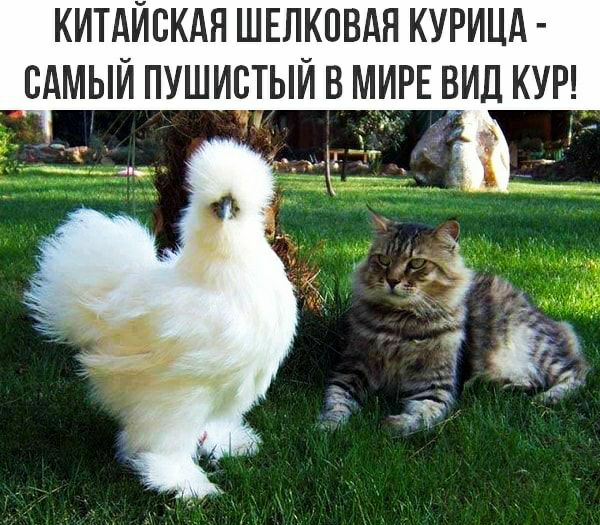 КИТАЙСКАЯ ШЕЛКПВАЯ КУРИЦА БАМЫИ ПУШИБТЫИ В МИРЕ ВИД КУР