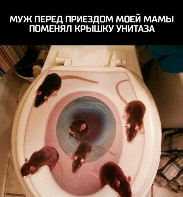 МУЖ ПЕРЕД ПРИЕЗДОМ МОЕЙ МАМЫ ППМЕНЯЛ КРЫШКУ УНИТАЗА
