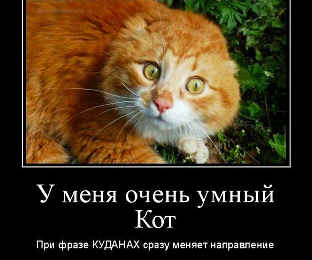 У меня очень умный Кот При фразе КУДАНАХ сразу меняет направпение