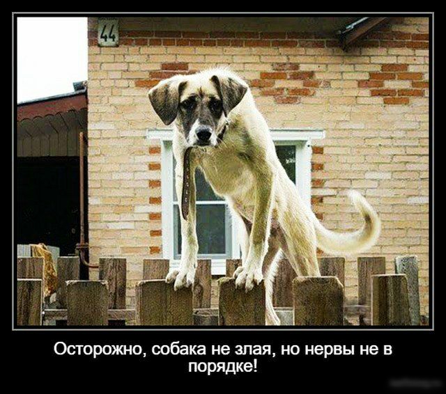Осторожно собака не злая но нервы не в порядке