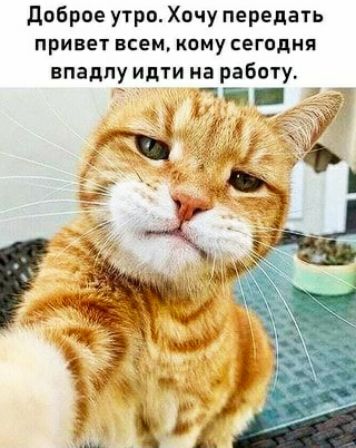Дпбрае утро Хачу передать привет всем кому сегодня впадлу идти на работу