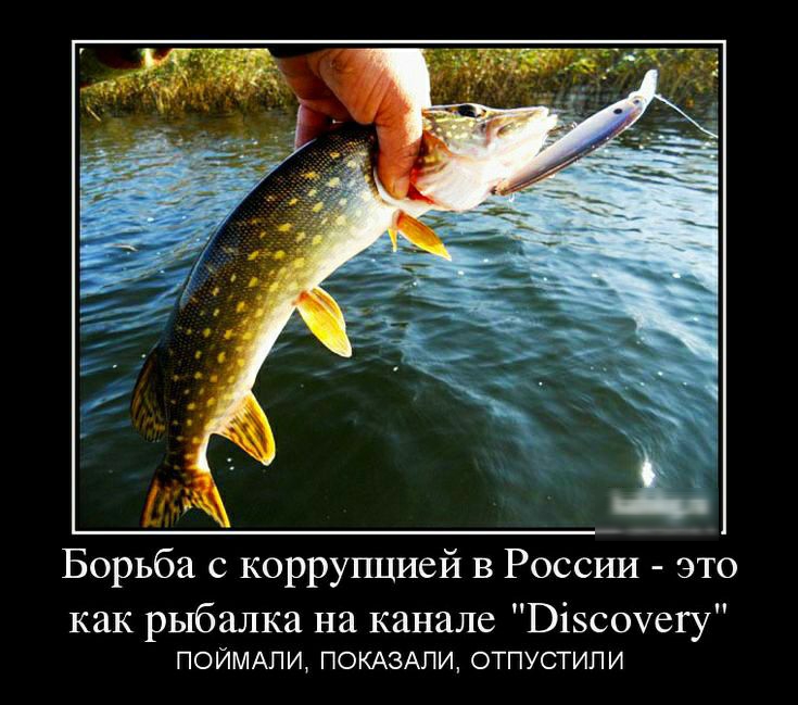 Борьба с коррупцией в России это как рыбалка на канале Візсоуегу ПОЙМАПИ ПОКАЗАЛИ ОТПУСТИПИ