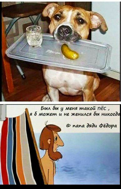в бы у мия такой пёс я 6 может и не жмися Бы никогд мы Федора