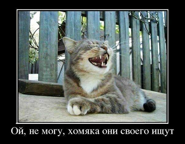 Ой не могу хомяка они своего ищут