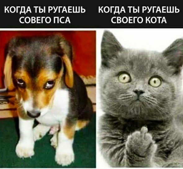 КОГДА ТЫ РУГАЕШЬ КОГДА ТЫ РУГАЕШЬ СОВЕГО ПСА СВОЕГО КОТА