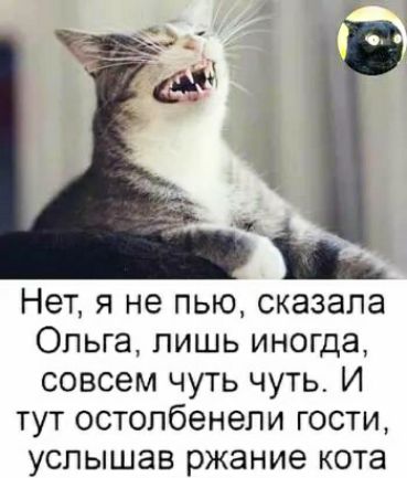 Нет я не пью сказала Опьга лишь иногда совсем чуть чуть И тут остопбенепи гости услышав ржание кота