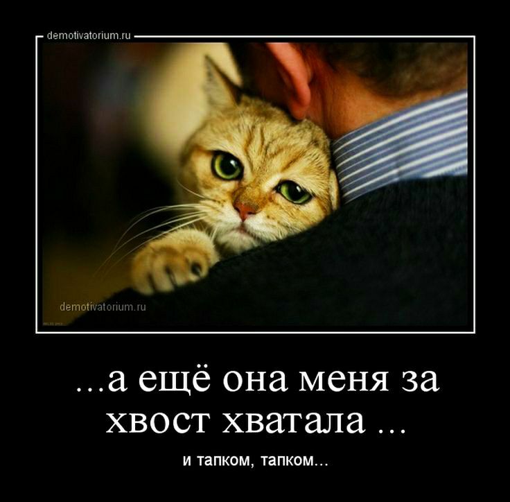 авто ниш и а ещё она меня за хвост хватала И тапком ТЁПКОМ