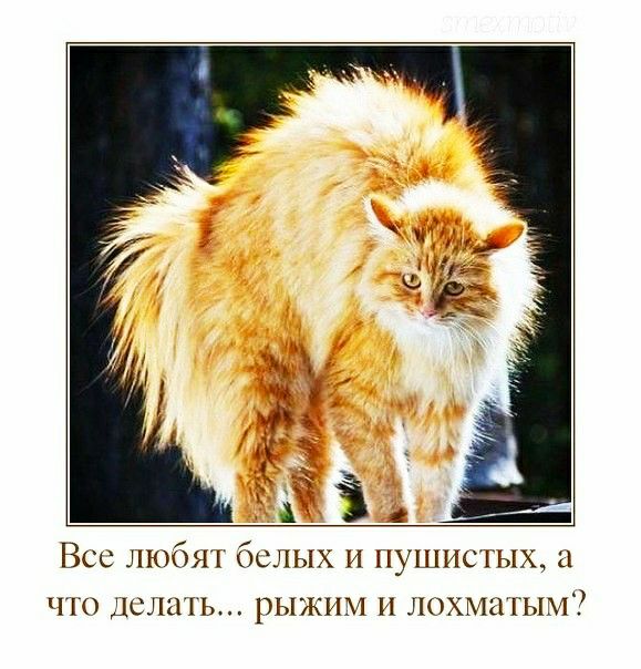 а Все любят белых и пушистых и что долить рыжшт и лохмагым