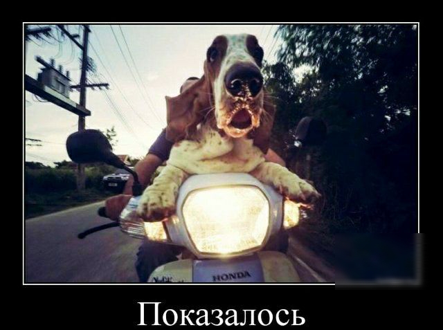 Показалось