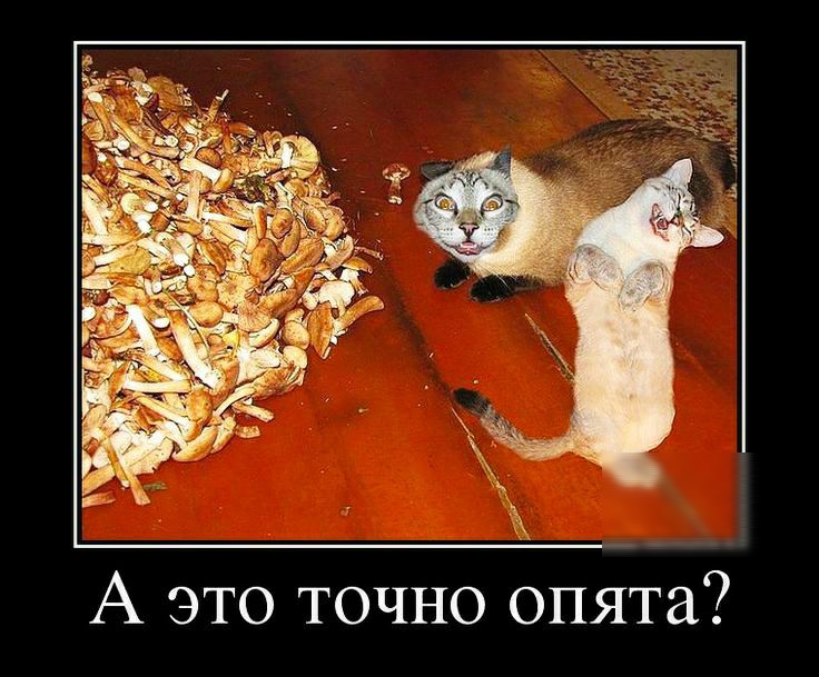 А это точно опята