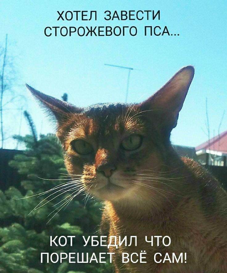 ХОТЕЛ ЗАВЕСТИ СТОРОЖЕВОГО ПСА кот УБЕдил что ПОРЕШАЕТ всЁ САМ
