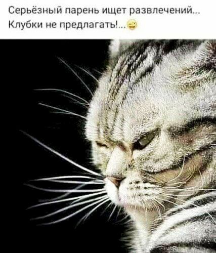 Серьёзный парень ищет развлечений. Клубки не предлагать!