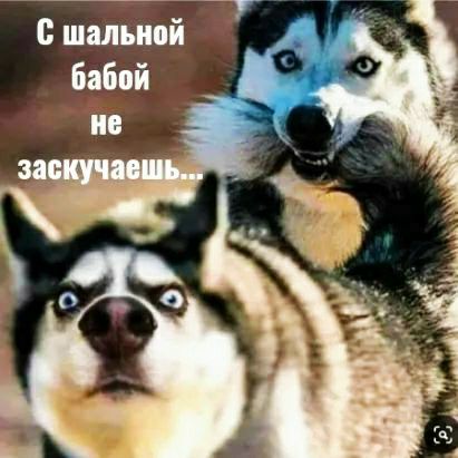 шальипй
