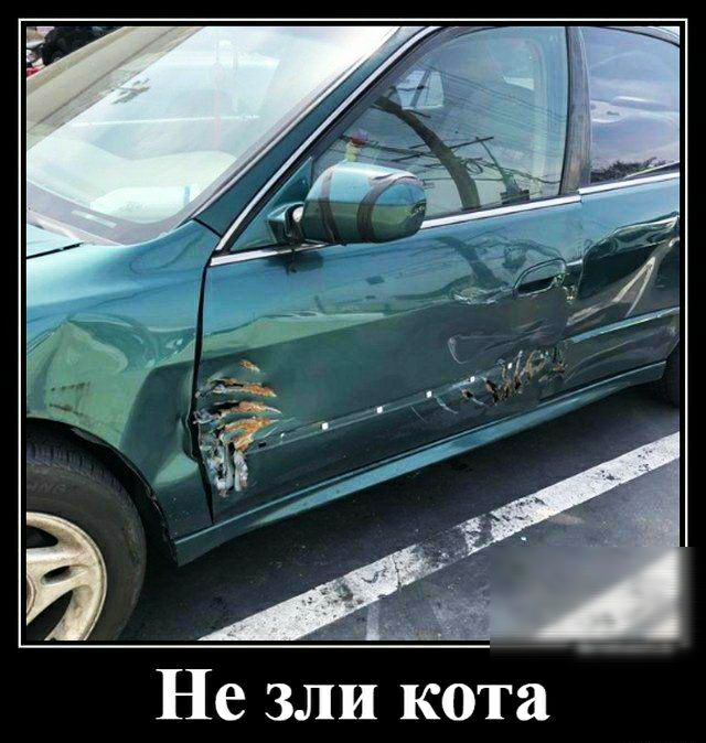 '  »  а е  51?   Не зли кота