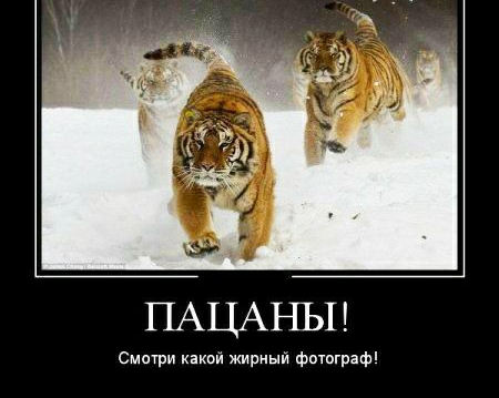 ПАЦАНЫ Смотри какой жирный фтпграф