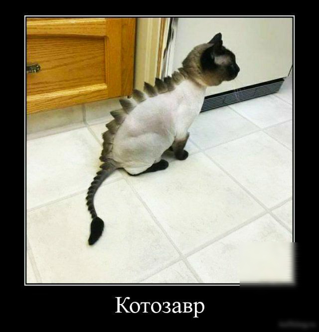 Котозавр