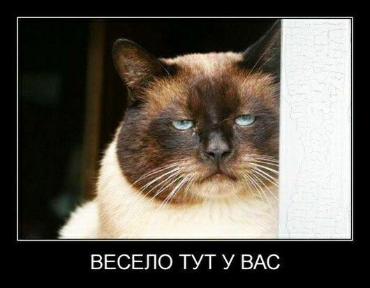ВЕСЕПО ТУТ У ВАС