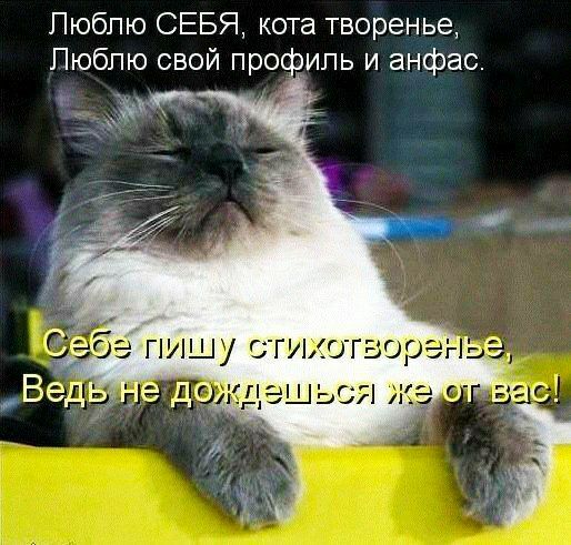 Пюбпю СЕБЯ кота творенье Пюбпю свой профиль и анфас