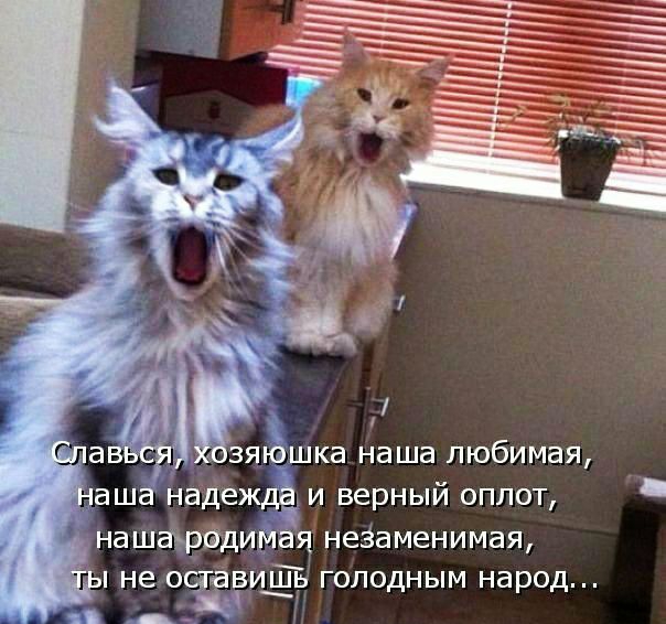 _ аша надежда и верный оплот нашаървдимая незаменимая не очаеиЁь голодным народ