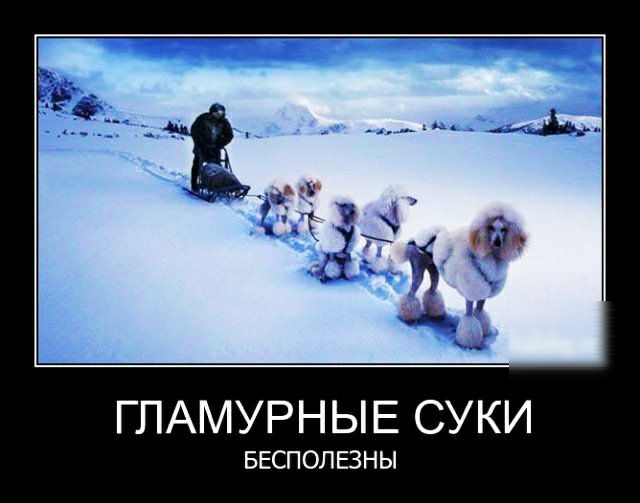 ГПАМУРНЫЕ СУКИ БЕСПОЛЕЗНЫ