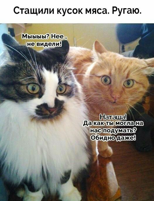 Стащили кусок мяса Ругаю