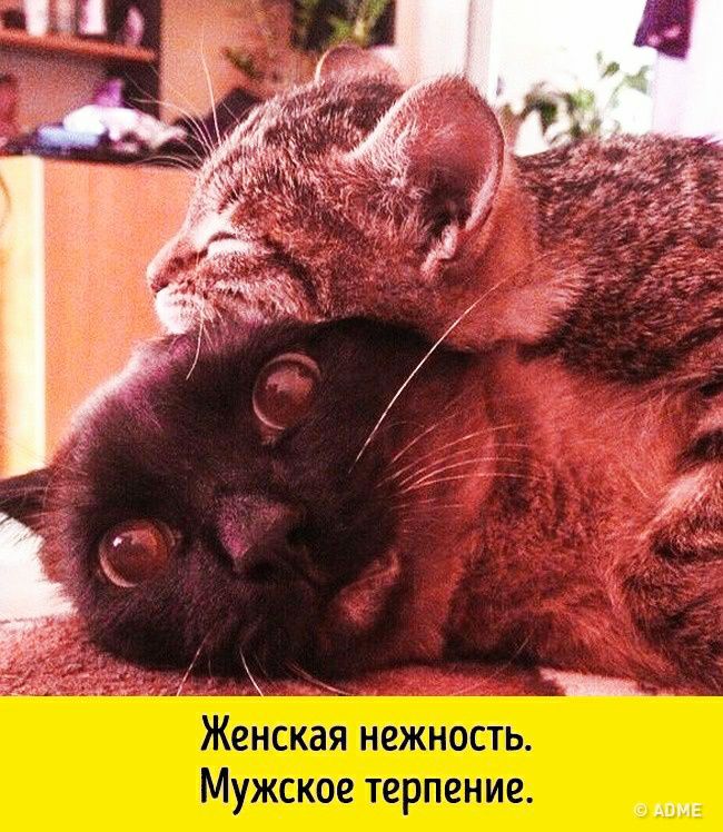 Коме