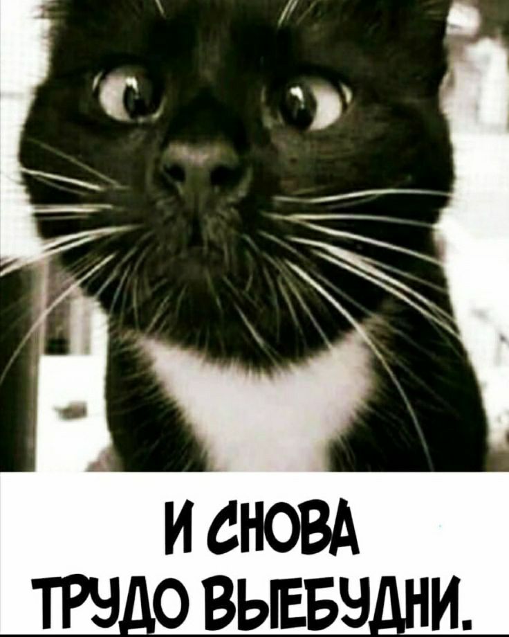 ТРЧАОВЫЕБНА