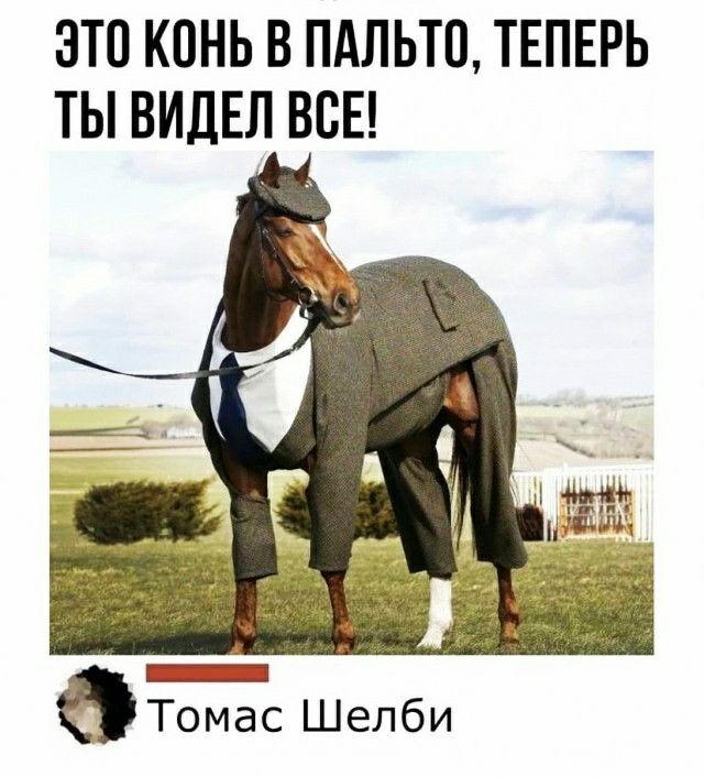 ЭТО КОНЬ В ПАЛЬТО ТЕПЕРЬ ТЫ ВИДЕЛ ВСЕ аТомас Шелби