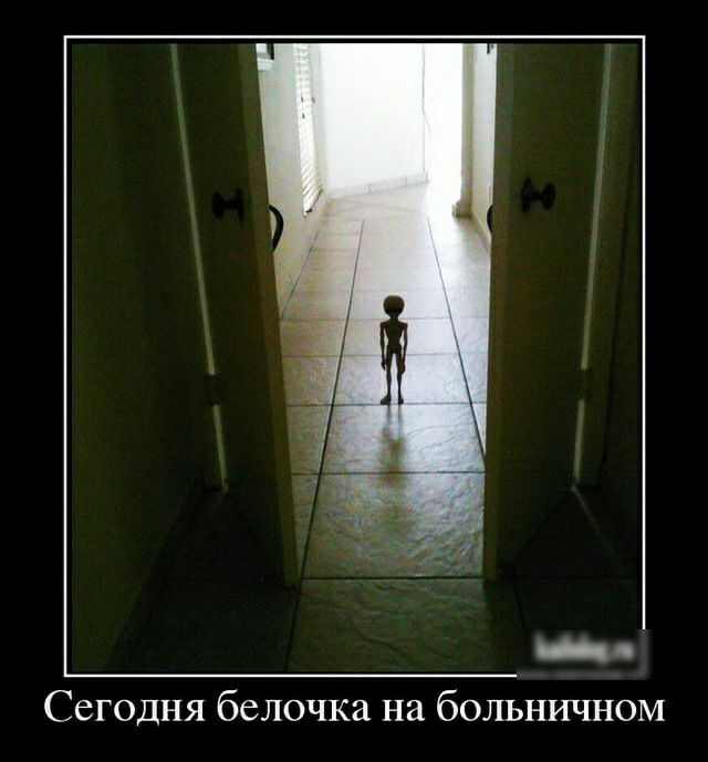 _ Сегодня белочка на больничном