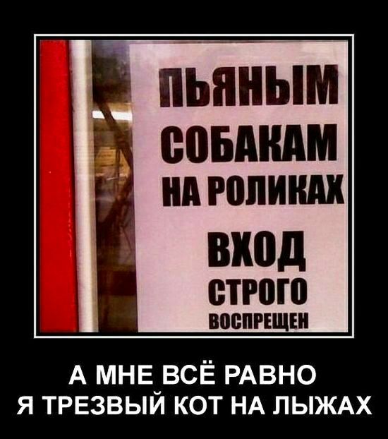 вход етгою А мнв_всЁ РАВНО я ТРЕзвыи кот НА ЛЫЖАХ