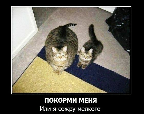 ПОКОРМИ МЕНЯ Или я сожру мелкого