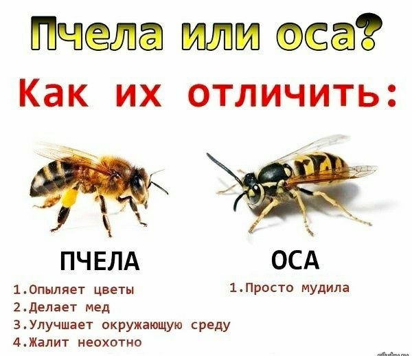 пчела или аса Как их отличить ПЧ ЕЛА ОСА 10пыпяет цветы 1ПР0СТ МУдИЛЭ 2делает мед 3Улучшает окружающую среду ДЖалит неохотно