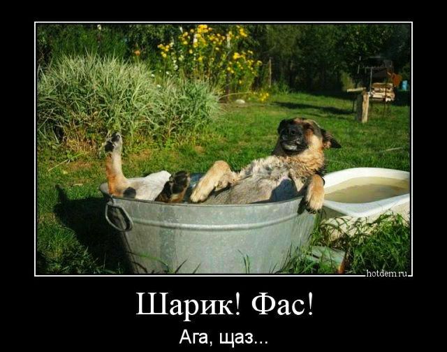 Шарик Фас Ага щаз
