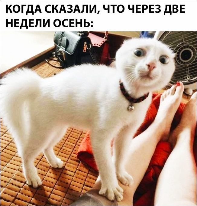 КОГДА СКАЗАЛИ ЧТО ЧЕРЕЗ дВЕ НЕДЕЛИ ОСЕНЬ Ё