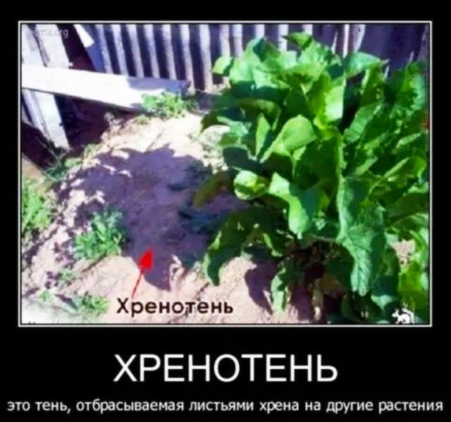 ХРЕНОТЕНЬ это тень отбрасывает листьями хрена на другие растения