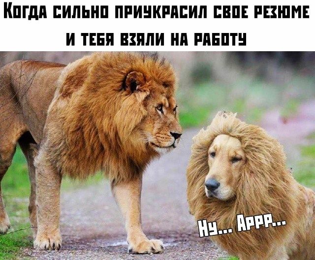 КПГдП ЕИЛЬНП ПРИНКРПЕИЛ ЕВПЕ РЕЗЮМЕ И ТЕБЯ ВЗПЛИ НП РПЕПТН